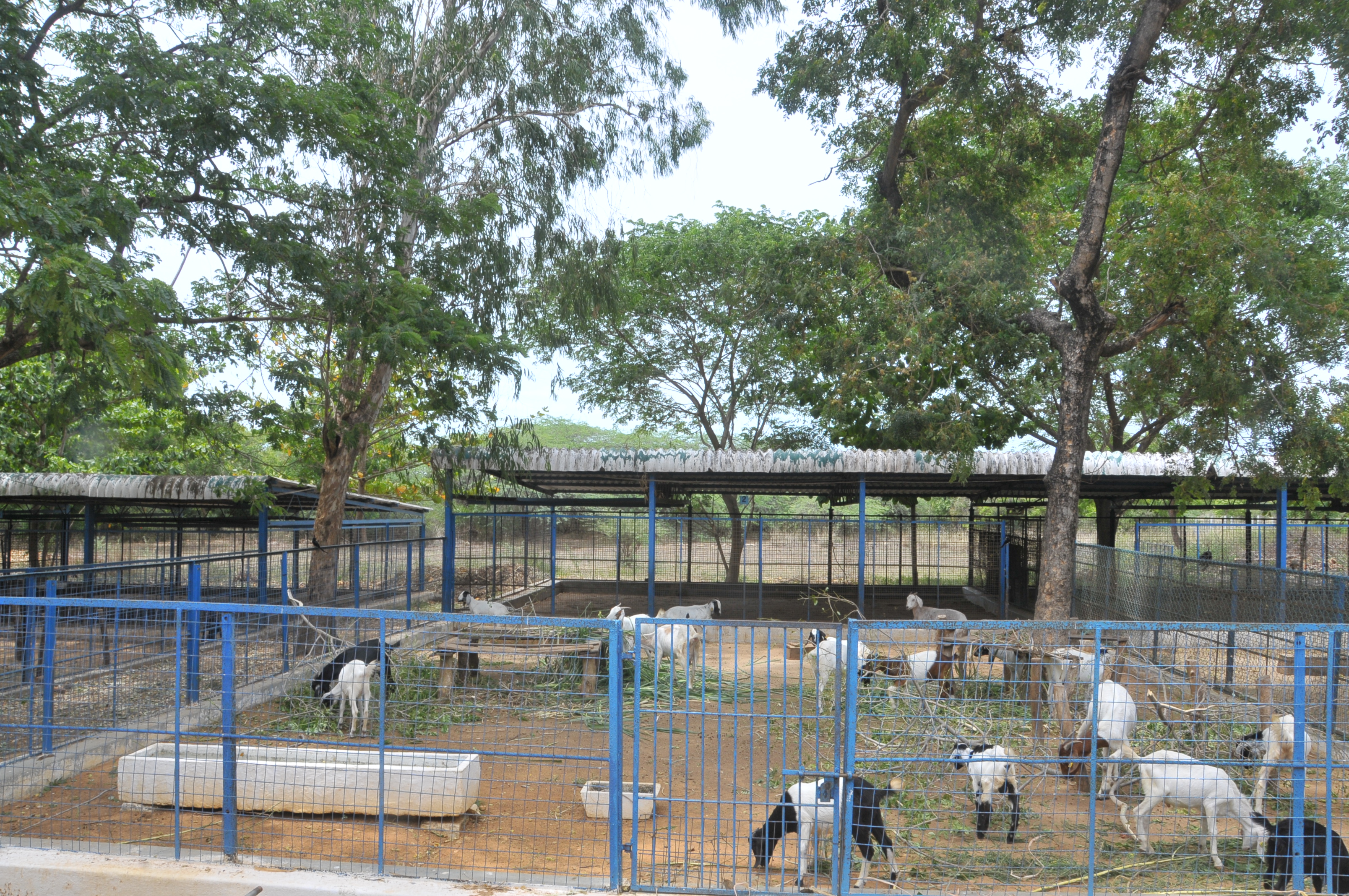 Manger and water trough